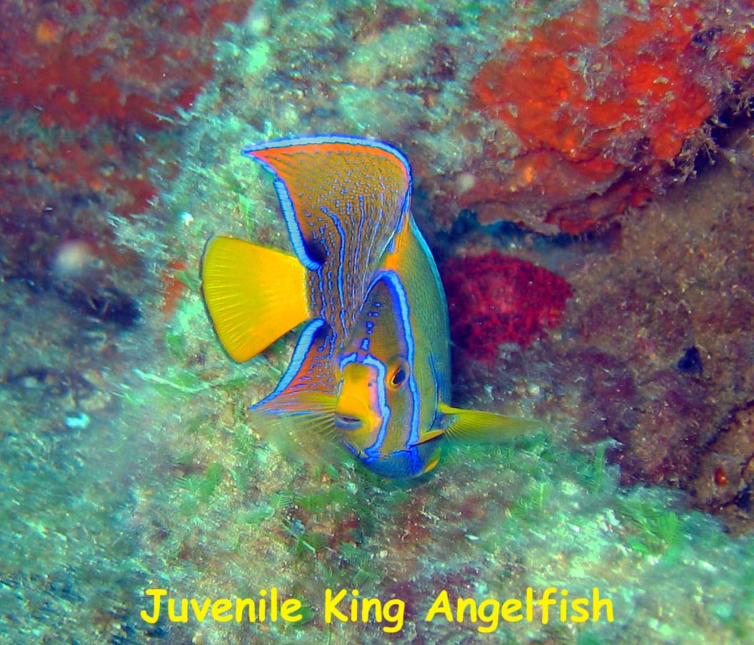 Fan Ming Wreck, Sea of Cortez, Baja California