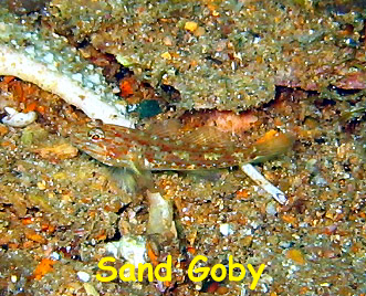 Fan Ming Wreck, Sea of Cortez, Baja California