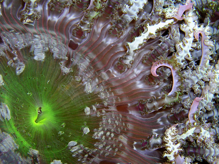 Fancy Anemone