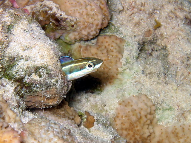 Fang Blenny in Hole