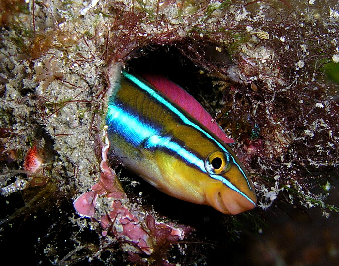 Fangtooth Blenny