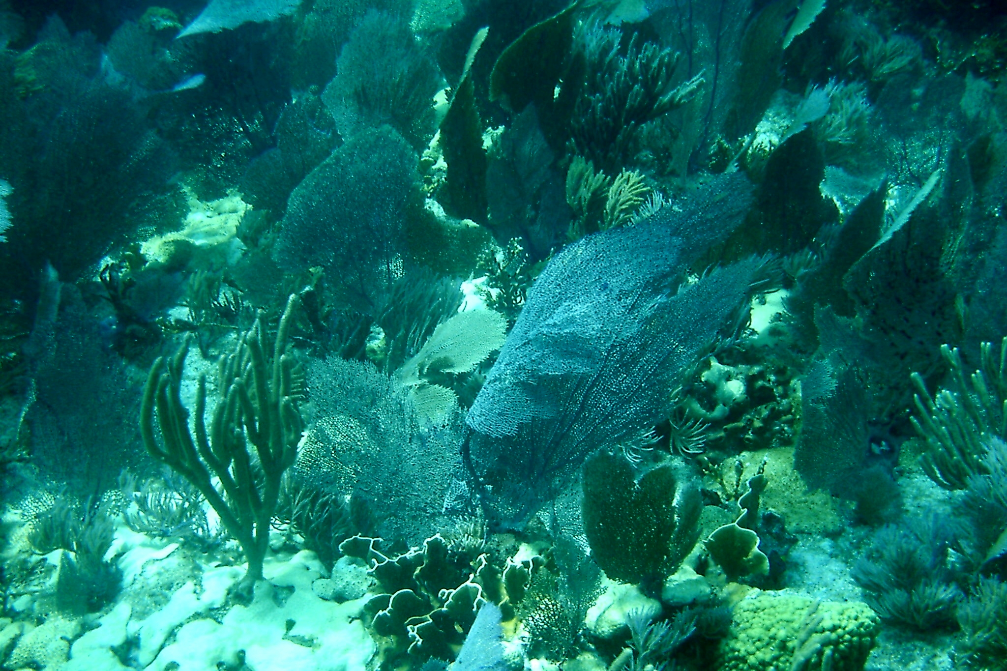 fans of the ocean