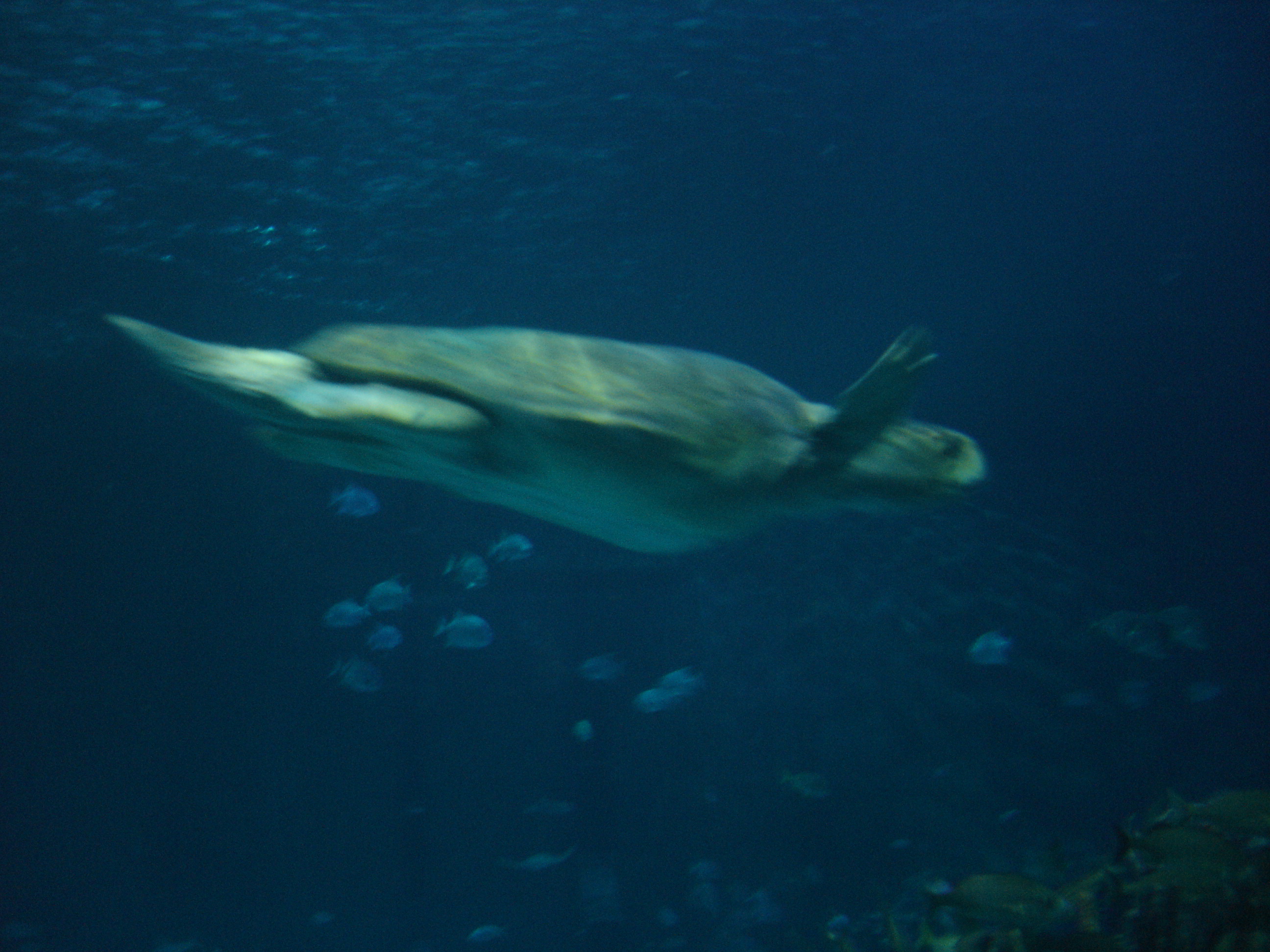 Fast moving sea turtle