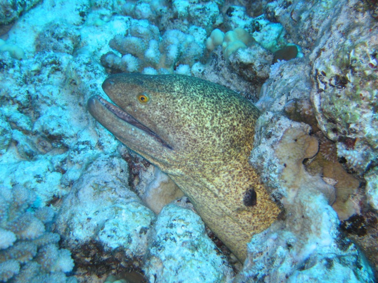 fat moray