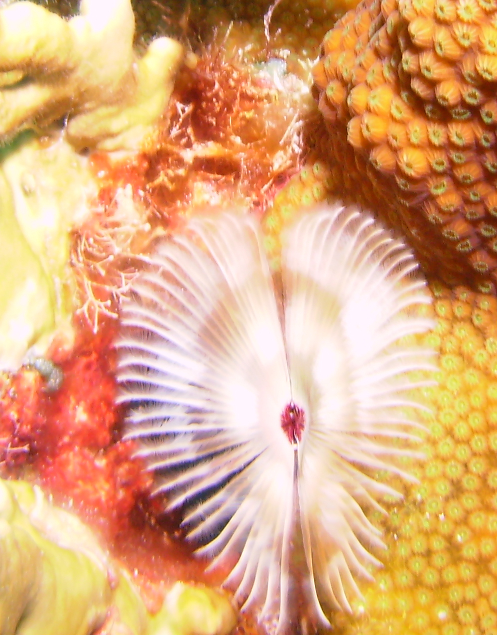 feather duster worm