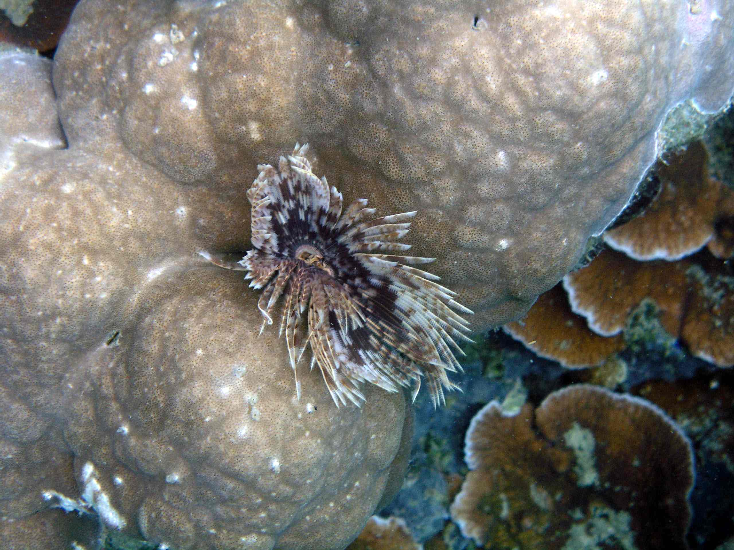 Feather Duster Worm