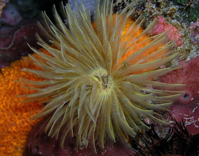 Feather Duster Worm