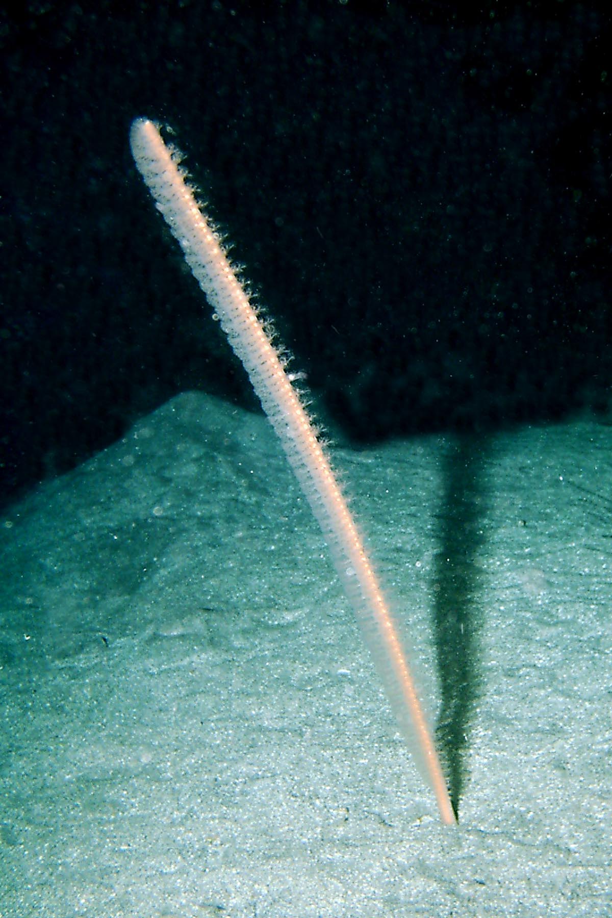 Feather Sea Pen