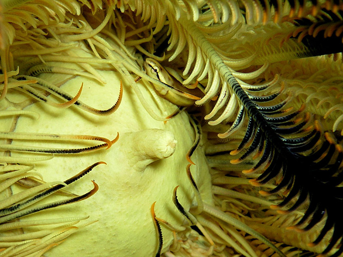 Feather Star Home