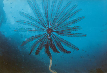Feather Star on Gorgonian over 80 foot Wall Tonga