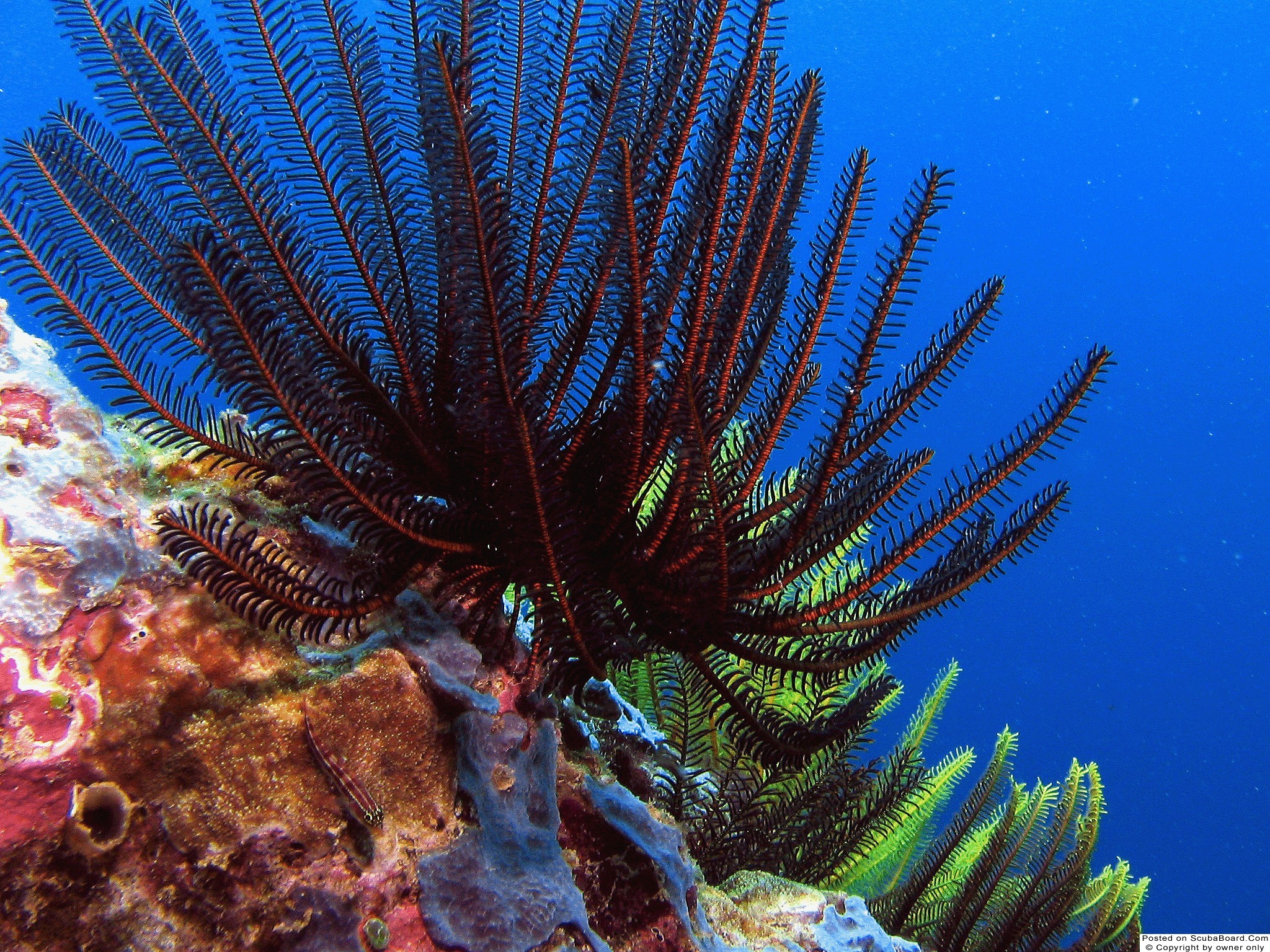 Feather star