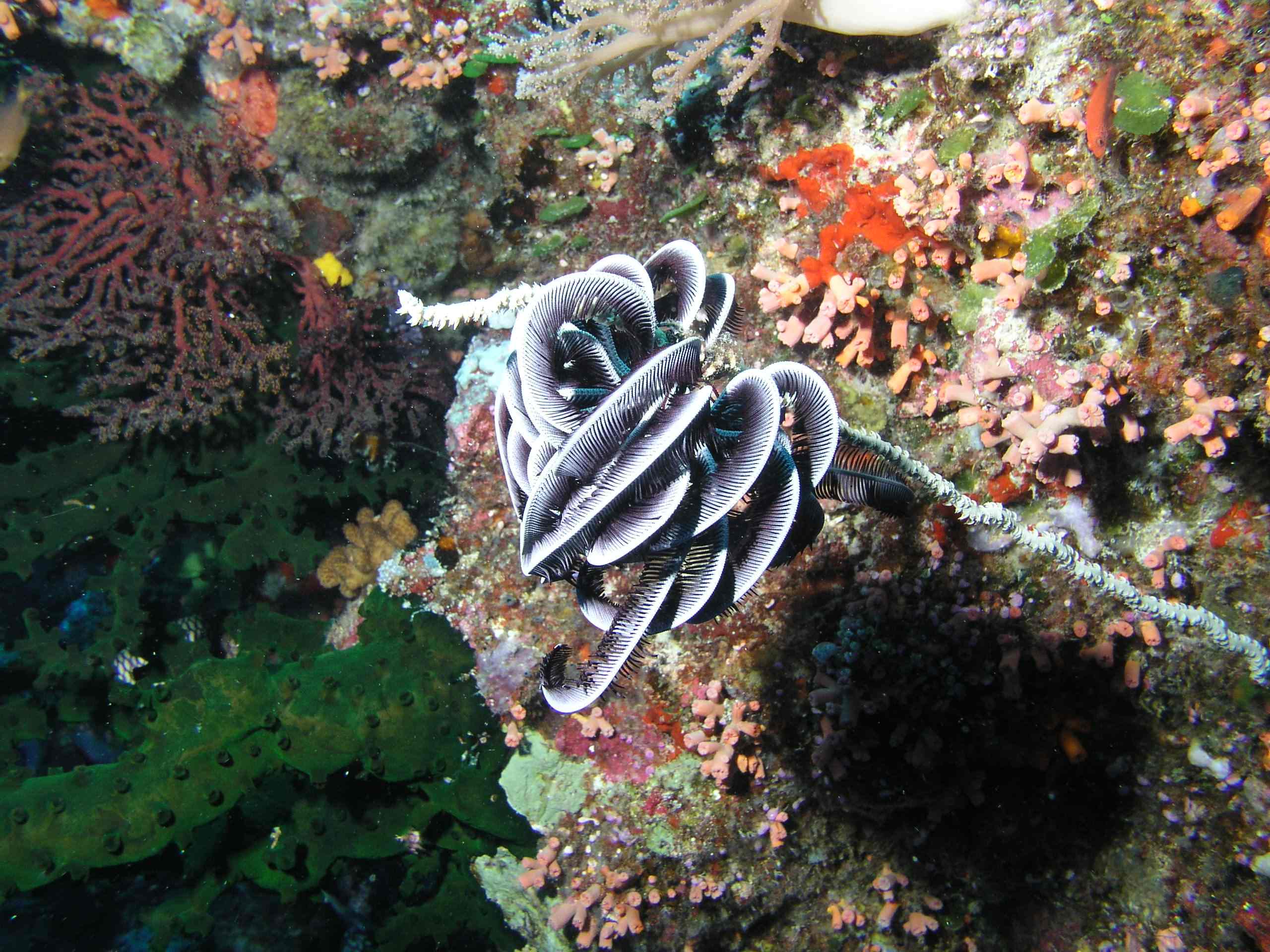 Feather Star