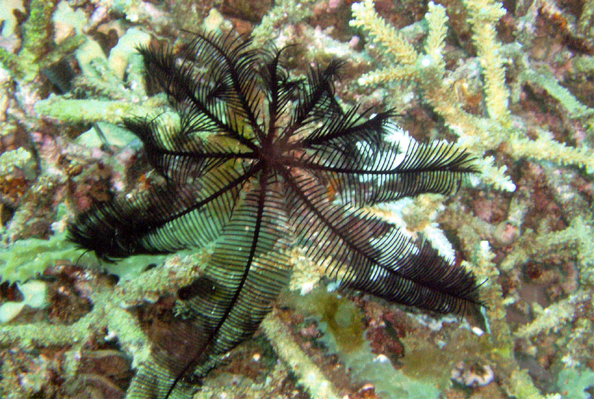 Feather Star