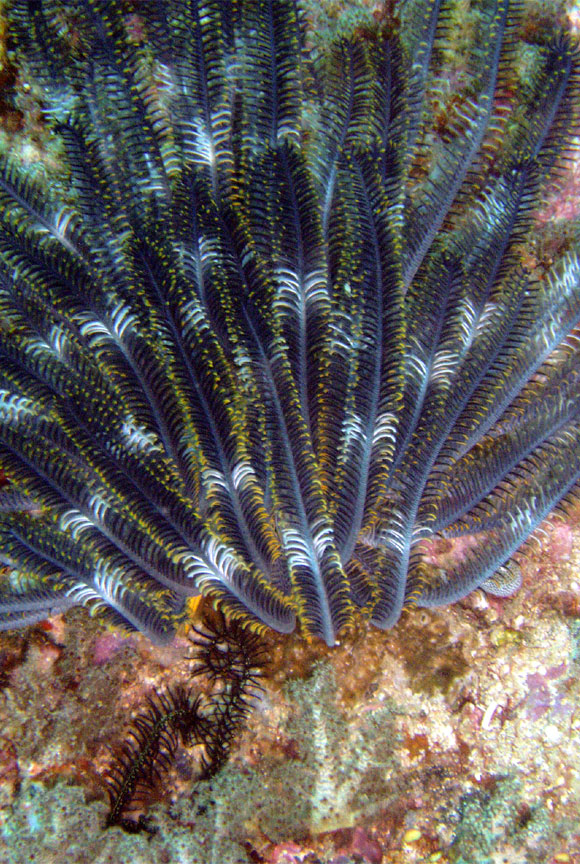 Feather Star