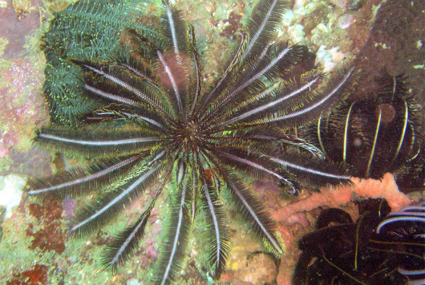 Feather Star