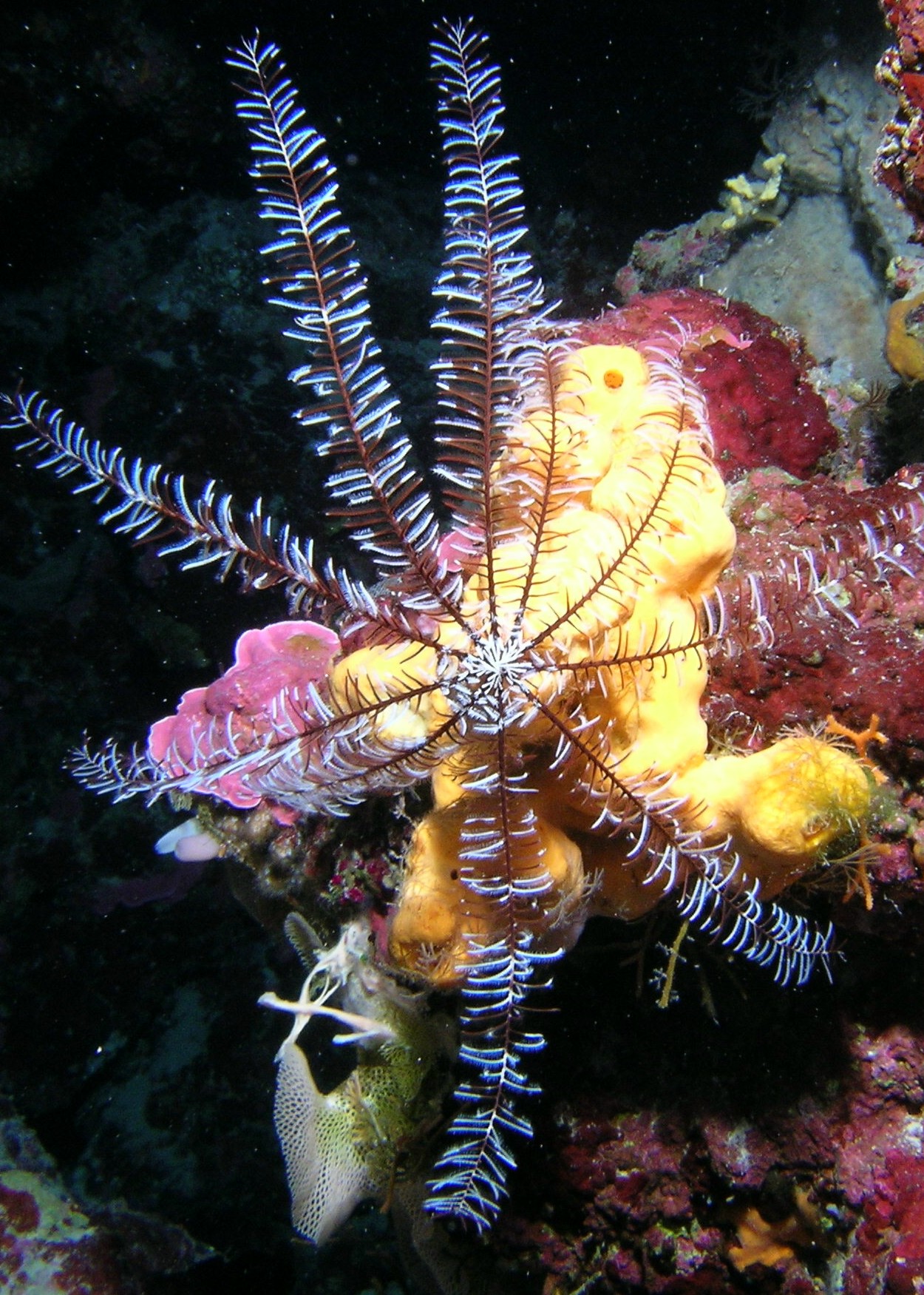 Feather star.