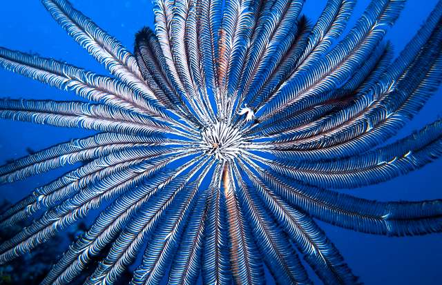 Feather Star