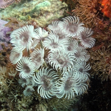Feather Tubeworm