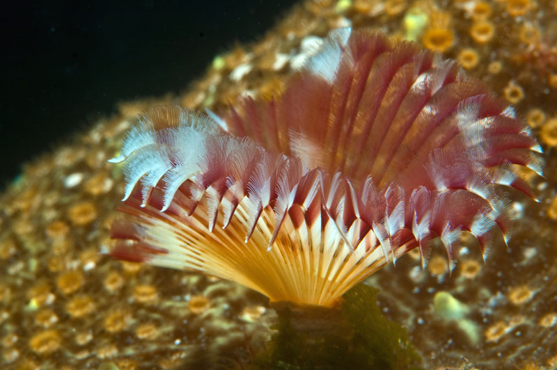 Feather_Duster_Tubeworm_-_Web_Size