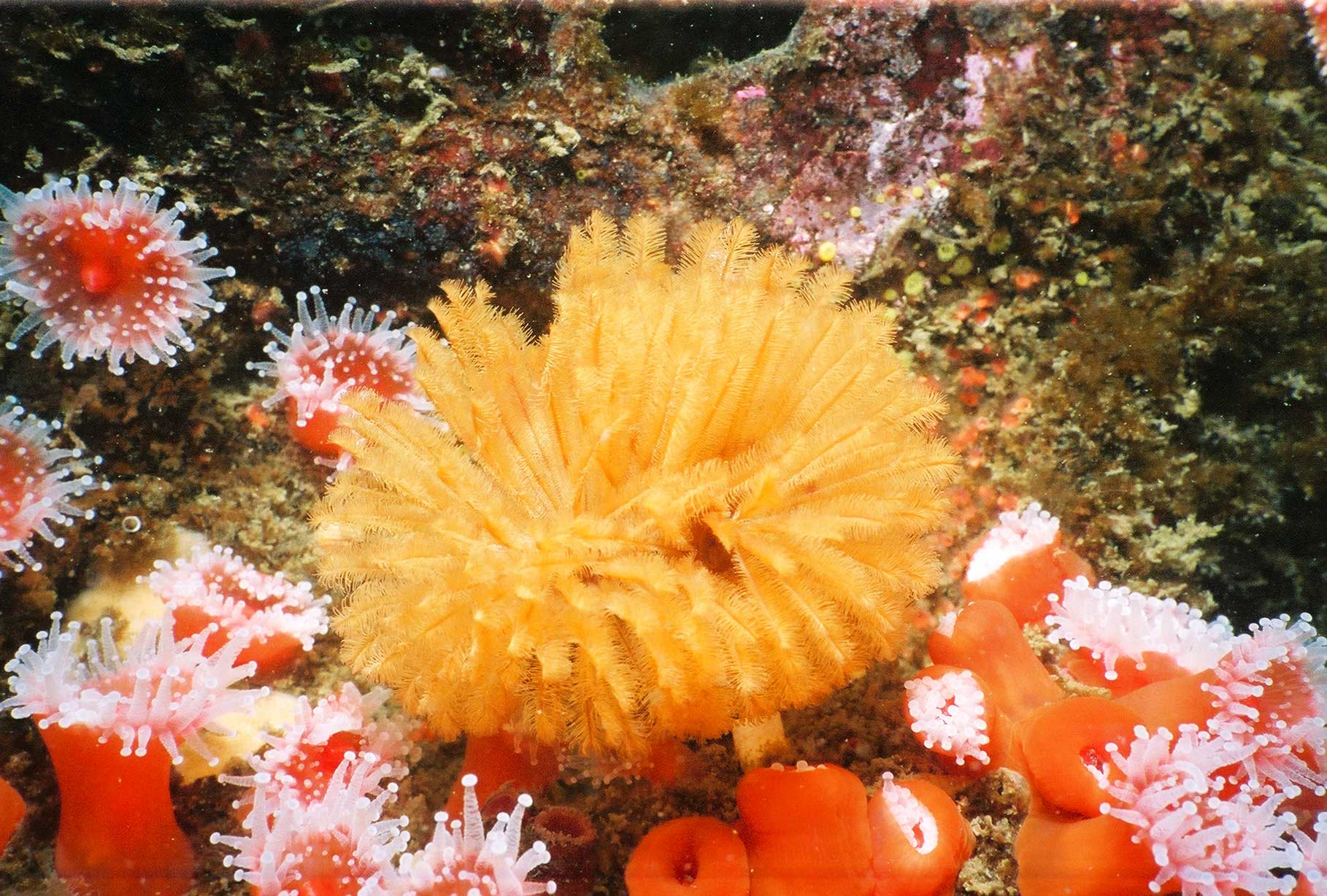 feather_duster_worm