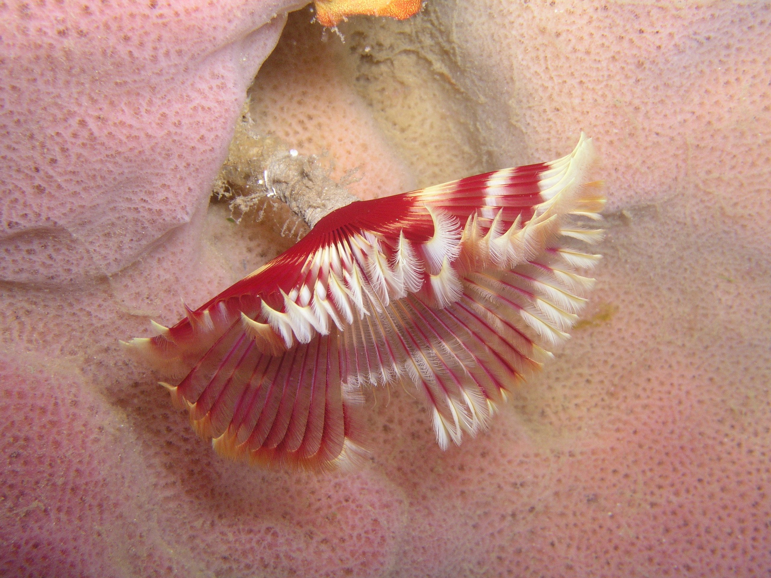 Featherduster worm on Sponge