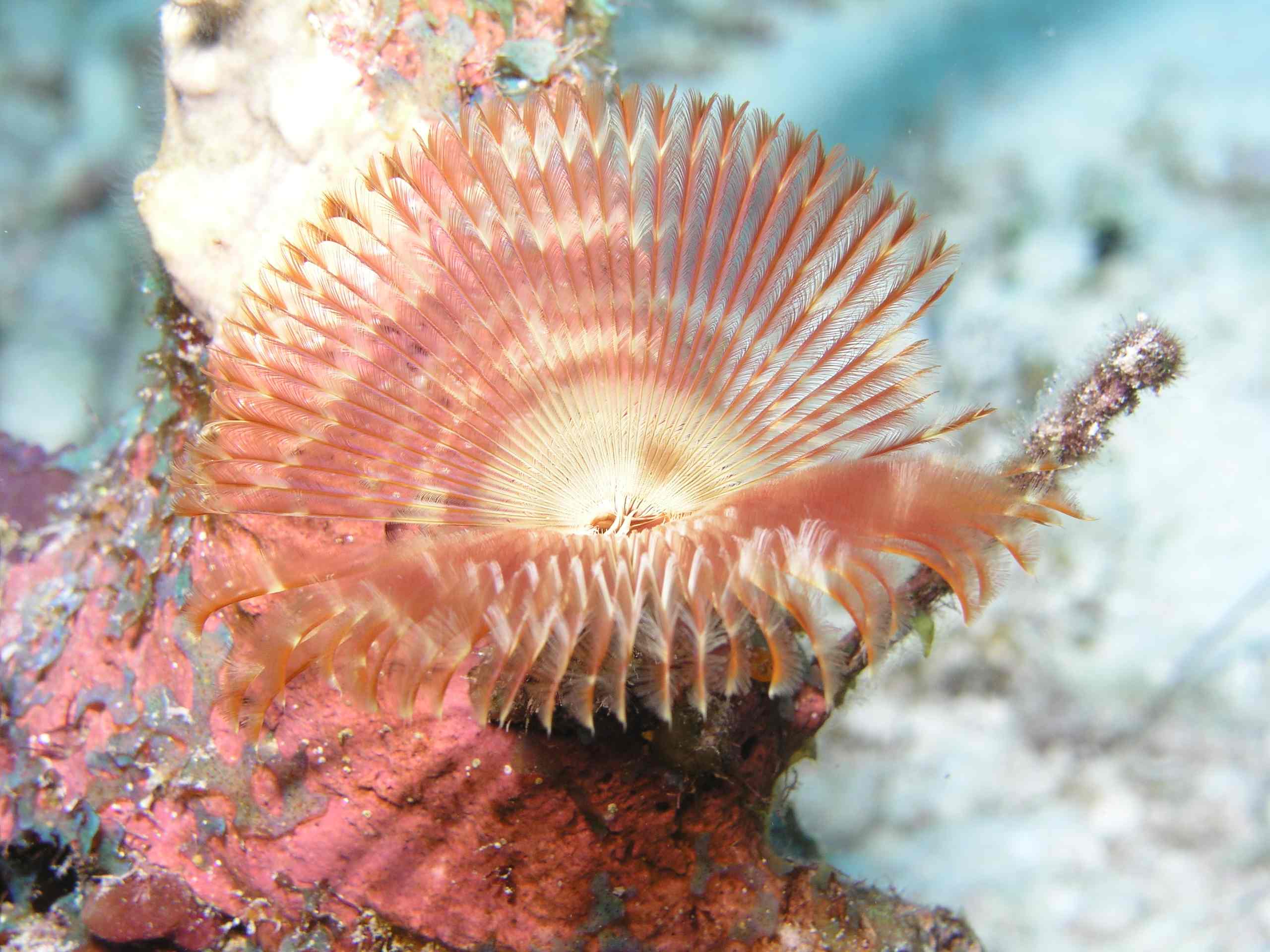 Featherduster Worm