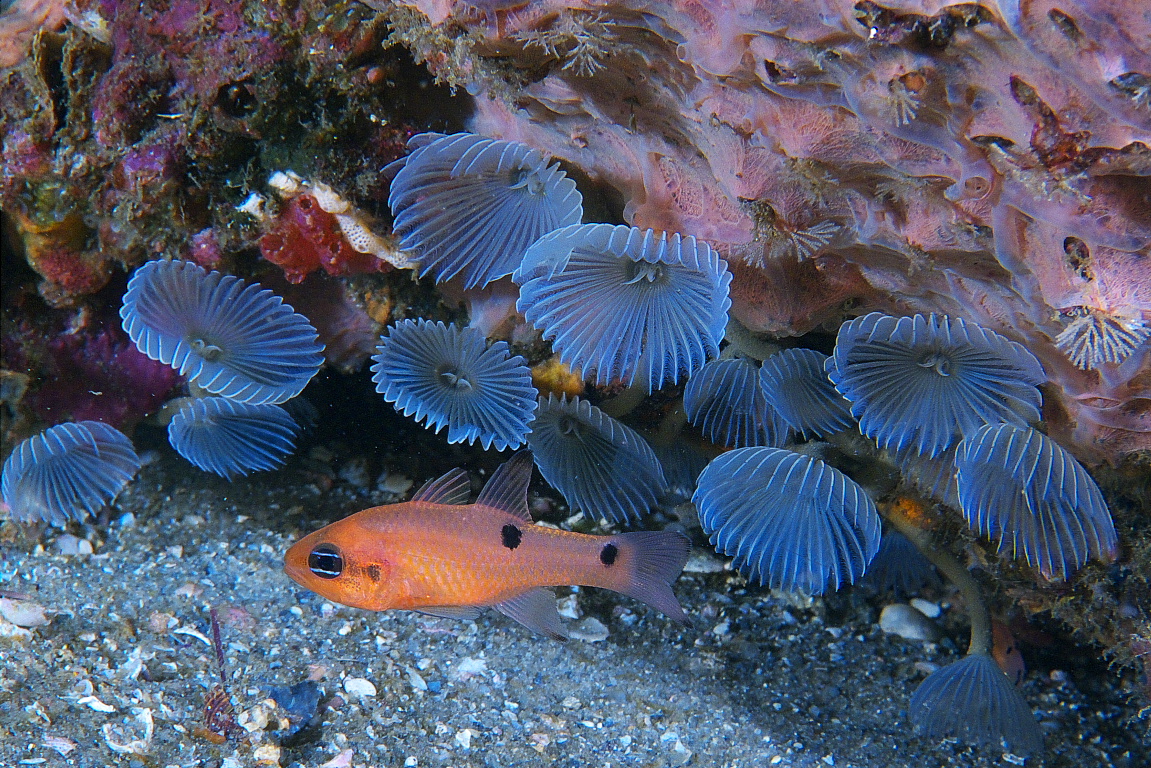 featherworms_2011_07_30