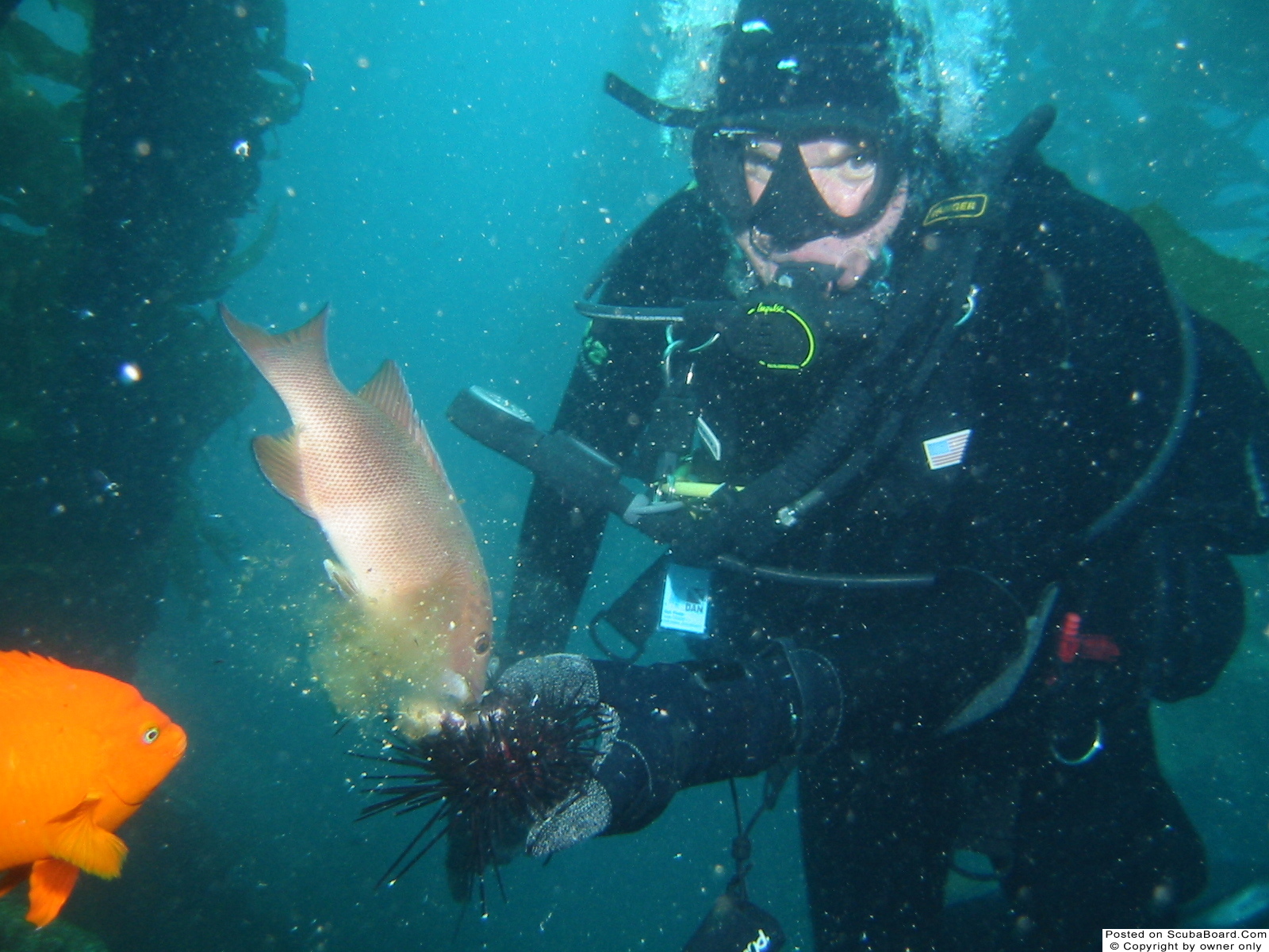 Feeding fish