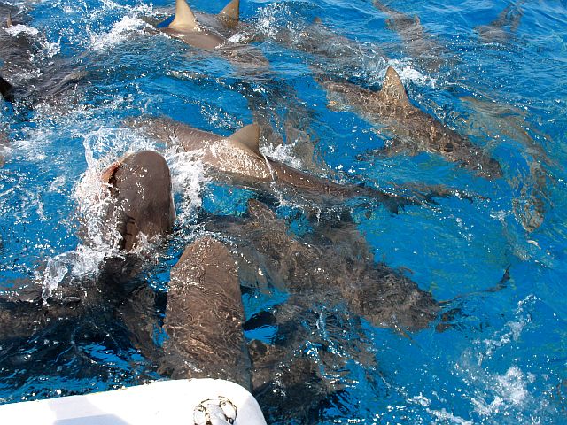 Feeding Frenzy with Stuart Cove