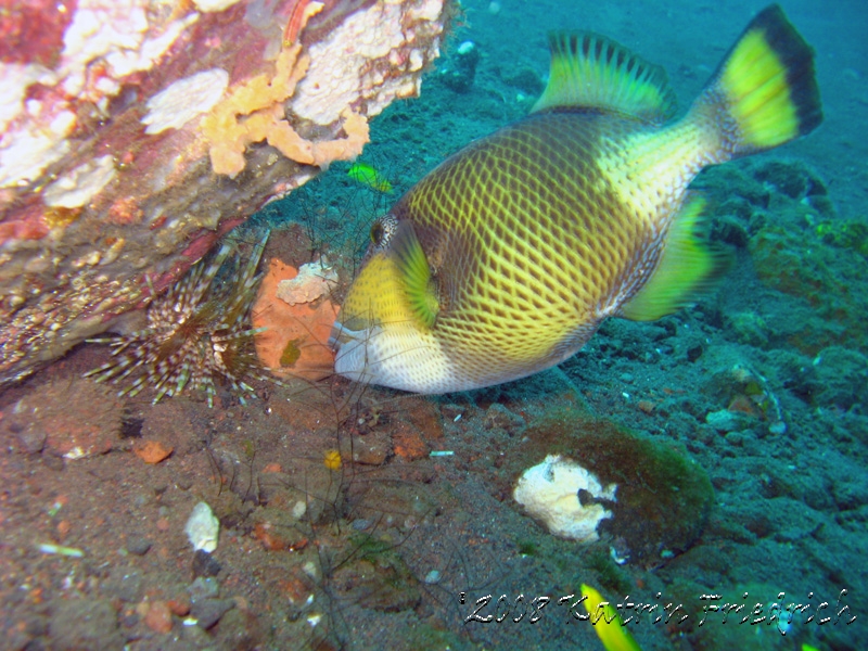 feeding giant triggerfish