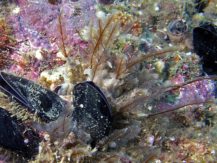 Feeding Mussels