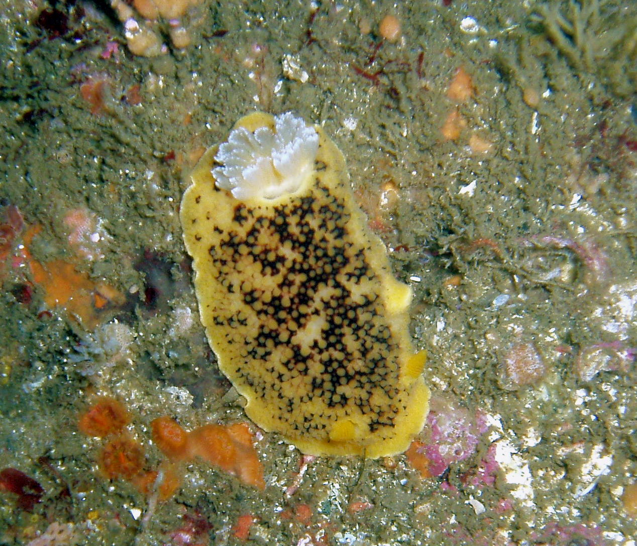 Feeding Nudi