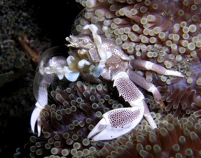 Feeding Porcelain Crab