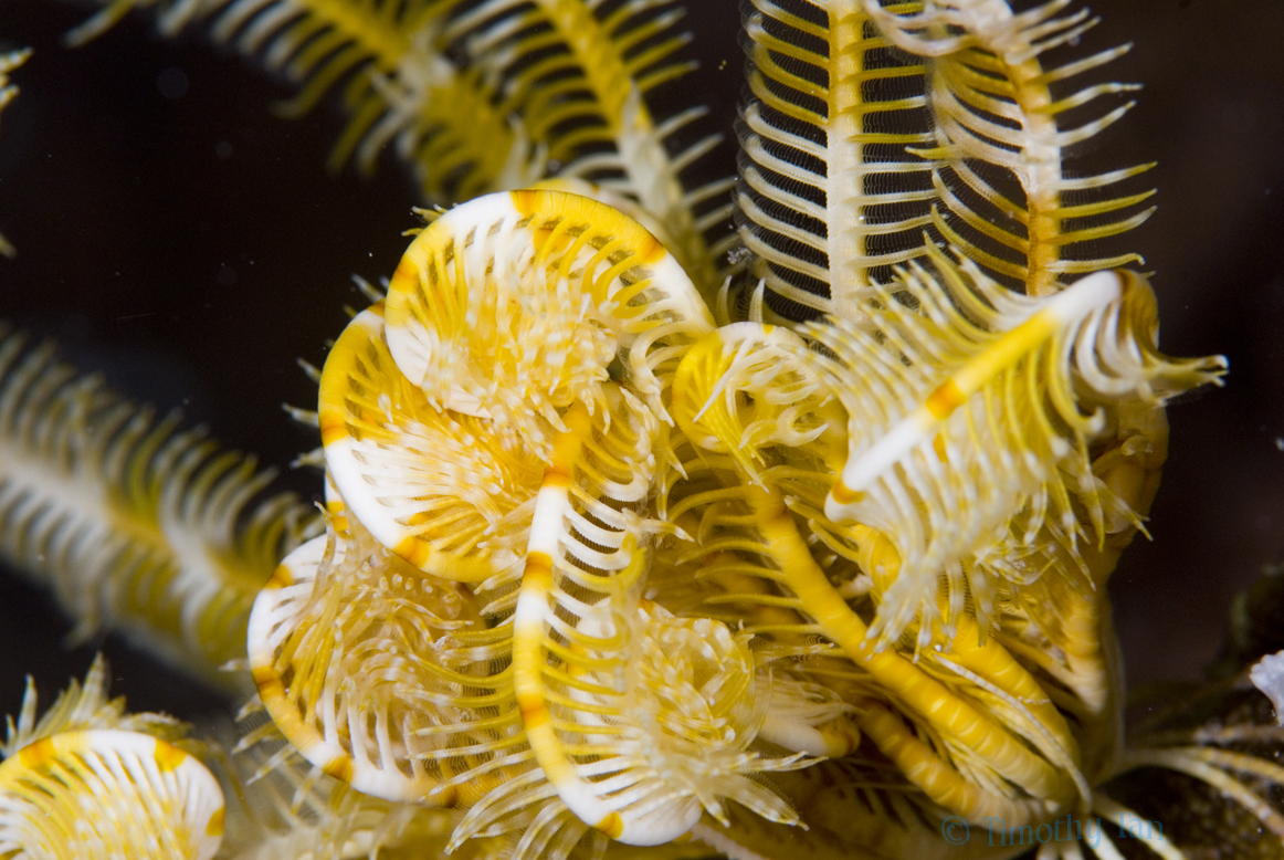 feeding_crinoid