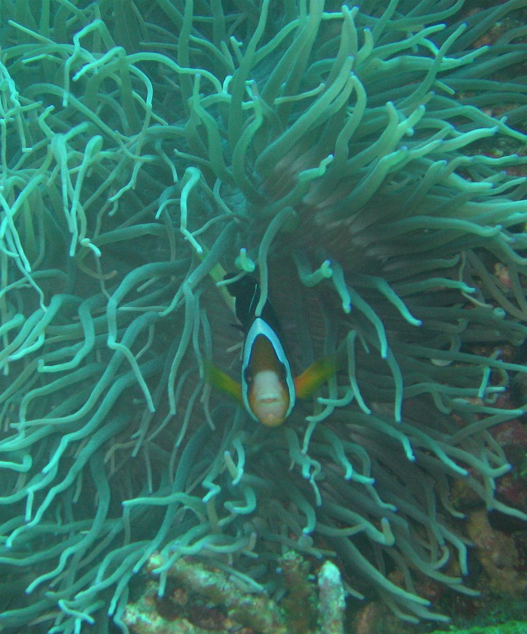 feisty clownfish