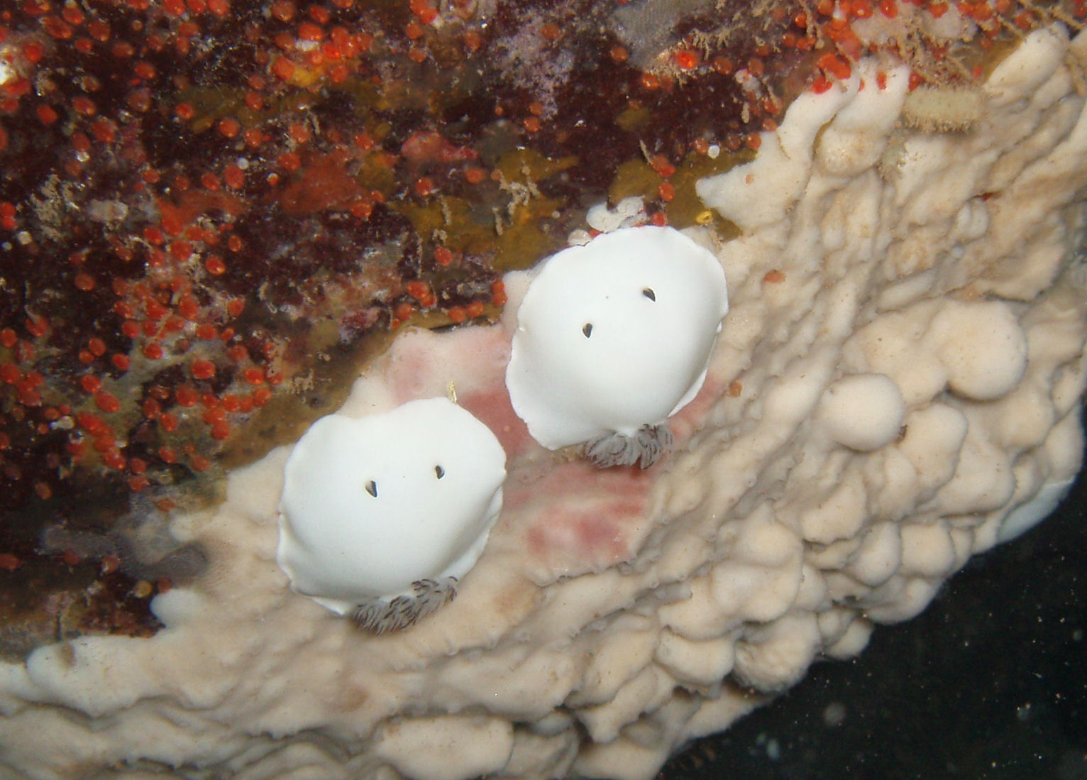 Fellows Nudi