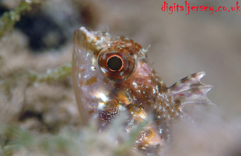 Female Black Faced Blenny