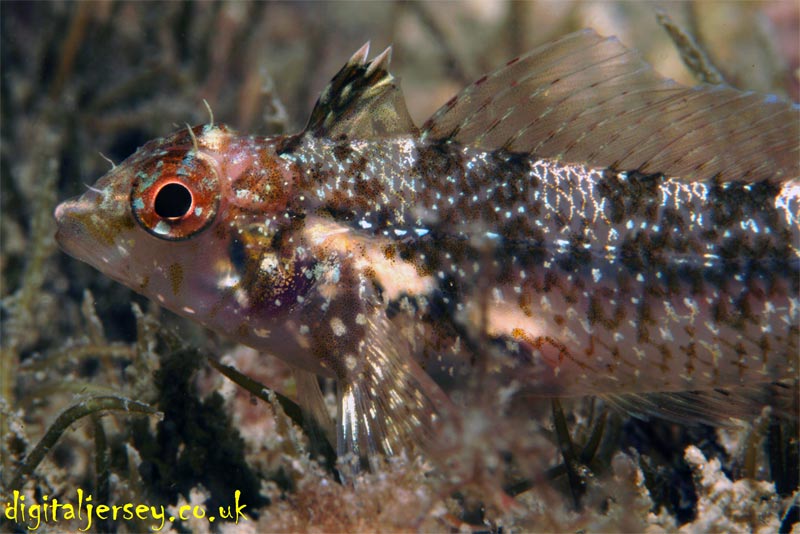 Female Black Faced Blenny