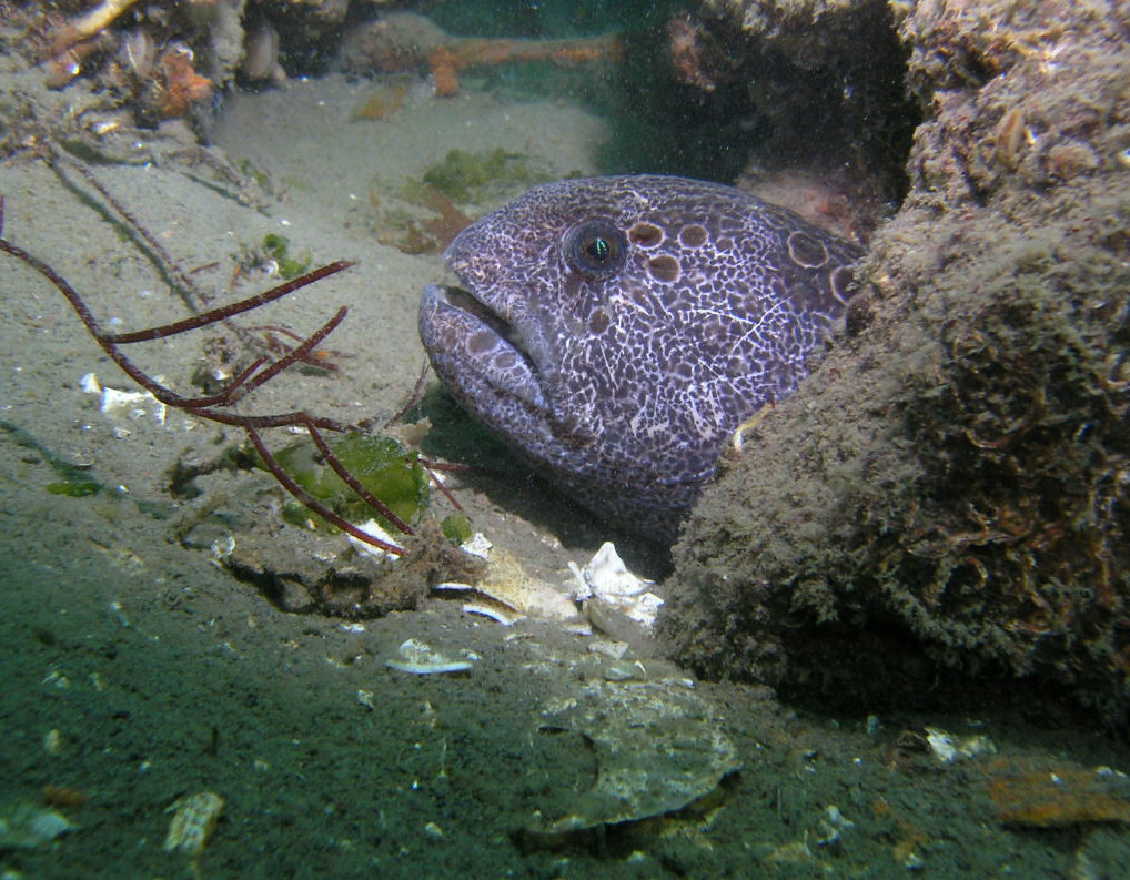 Female Wolf Eel