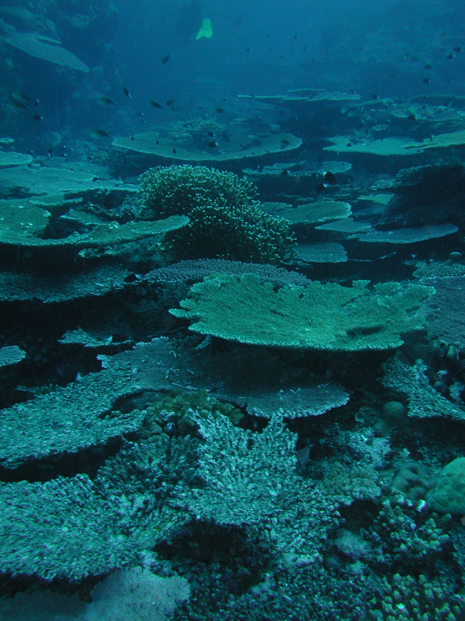 Field of Plates