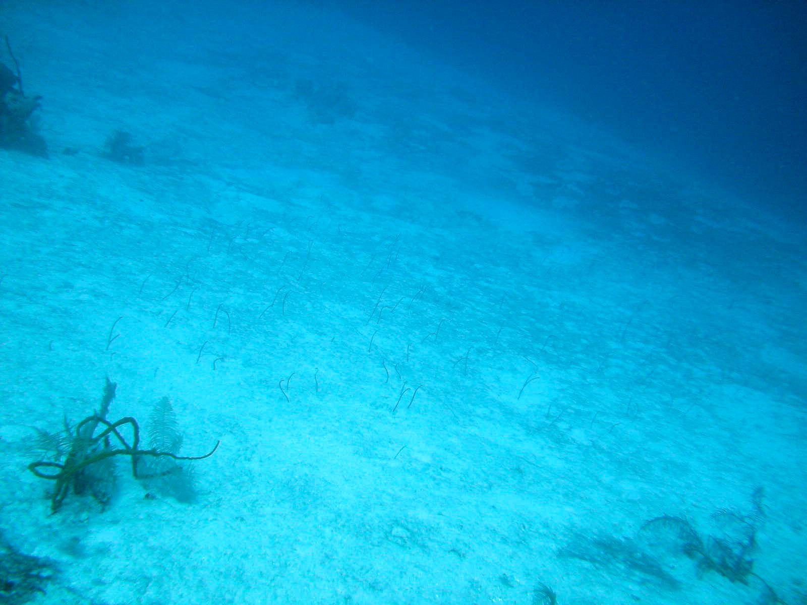 Field of tube worms