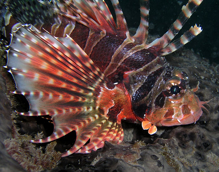 Fiery Lionfish