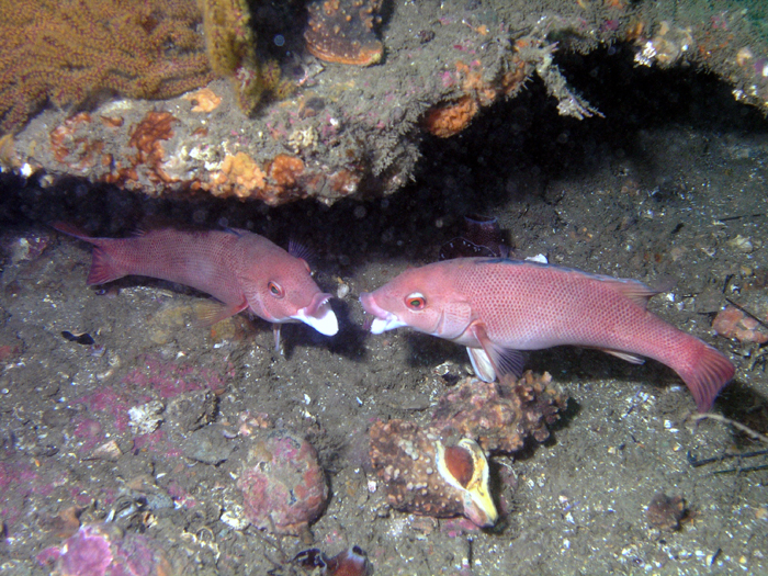 Fighting Females - Cleo St Barge