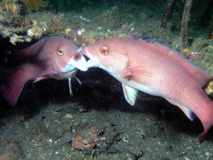 Fighting Females - Cleo St Barge