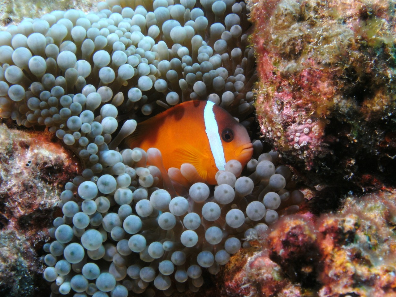 Fiji Anenome DC1200