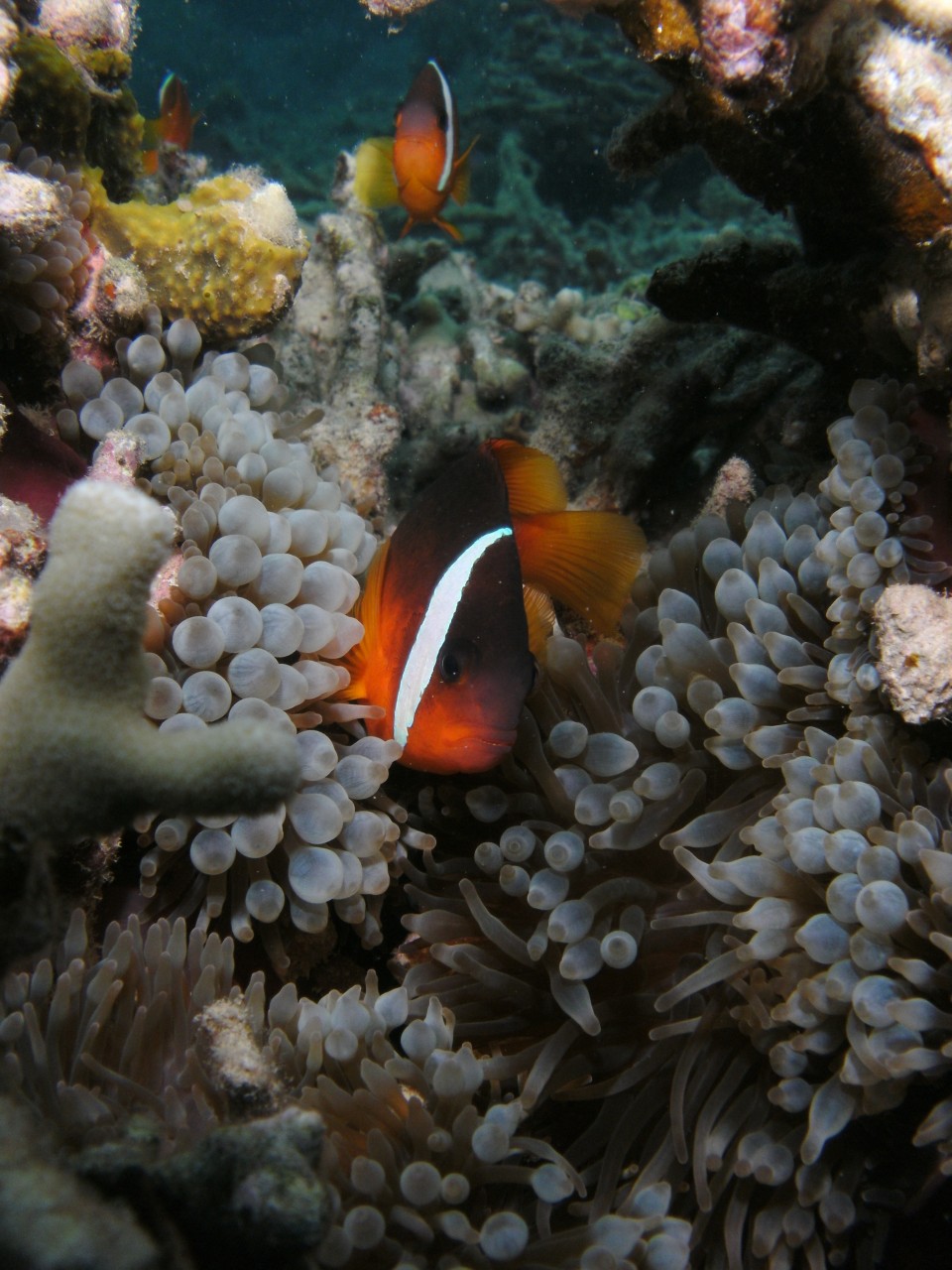 Fiji Anenome with DC1200