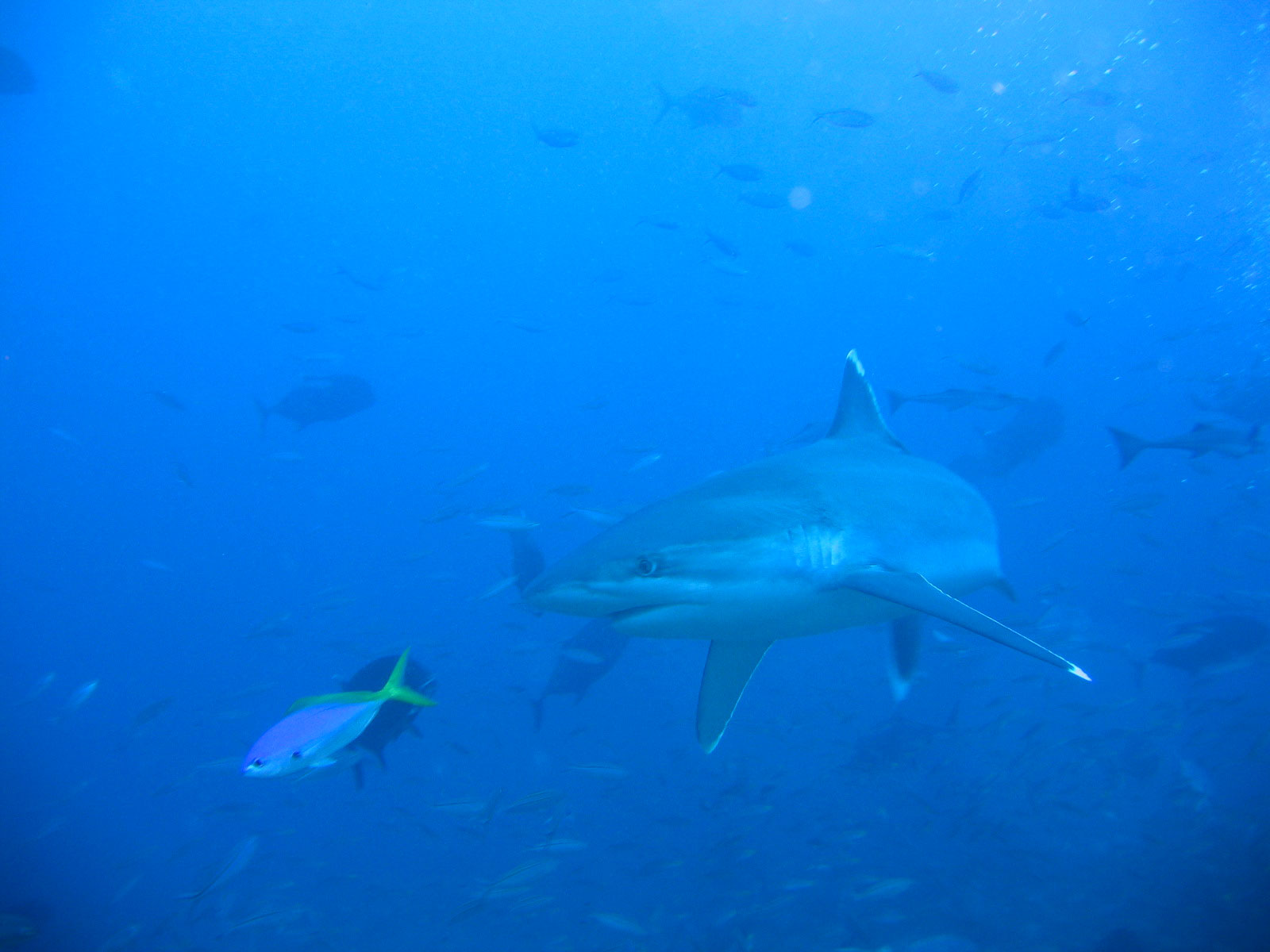 FIJI-Beqa Lagoon 2006