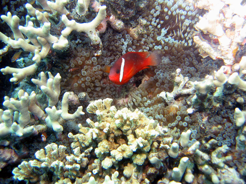 FIJI-Beqa Lagoon 2006