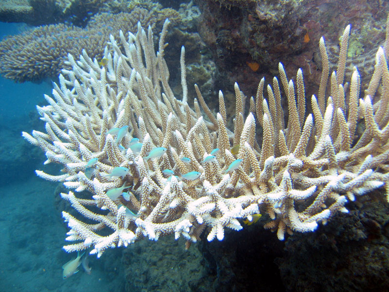 FIJI-Beqa Lagoon 2006