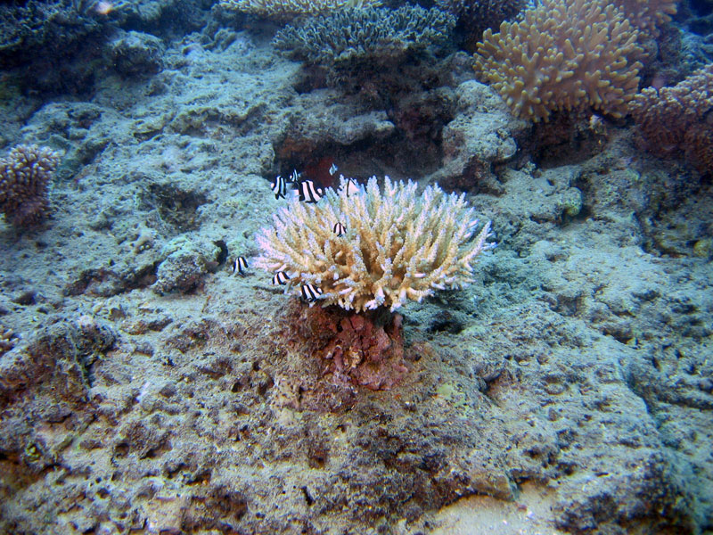 FIJI-Beqa Lagoon 2006